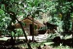 Home, Grass House, Jungle, rain forest, building, Guadalcanal, CDMV01P03_12