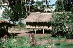 Home, Grass House, building, Guadalcanal, CDMV01P03_17