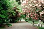 trees, park, steps, path, pathway, blossom, Christchurch, CDNV02P11_13