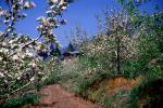 Blossoms, Trees, Orchard, Dirt Road, Home, House, May 1959, 1950s, unpaved
