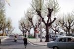 Vespa, Bare Trees, Car, Pedestrian, Street