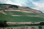 Vineyards, Hills, Mountains, north of Mainz, Rhine River, (Rhein), CEGV05P04_18