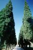 Tree Lined Road, street, path, Assisi, Perugia, Umbria, CEIV07P12_06