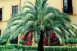 Palm Tree, Seville, CEOV03P02_11