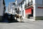 Donkey, cars, street, Ronda, Calzados