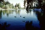 Geese, pond, gardens, Yucca Plants, CEPV02P01_10