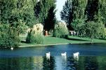 Geese, pond, gardens, Yucca Plants