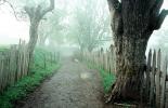 path, tree lined road, street, fence, fog, misty, mist