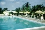 Swimming Pool, poolside, parasol, palm trees, Divi Hotel, Aruba