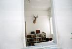 Mounted Deer, Buck, Taxidermy, bookshelf