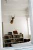 Mounted Deer, Buck, Taxidermy, bookshelf, CICV01P09_05B