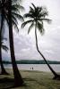 Beach, Sand, Bay, Palm Trees, CIPV01P03_07