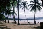 Palm Trees, palmtrees, Beach, Sand, Sandy, CIPV01P03_09