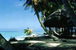Palm Trees, beach, shore, ocean, CIRV01P02_18