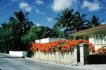 Bougainvillea, Palm Trees