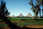 Pyramids of Giza, 1950s