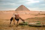 Camel Eating, Pyramid of Djoser, Saqqara necropolis, The Step Pyramid of Zozer, 1950s