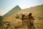 Head of a Camel, Pyramid, Giza, CJEV01P06_10.1725