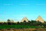Pyramid, Giza, palm trees