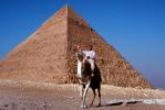 The Great Pyramid of Cheops, Camel, Giza
