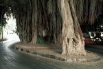 Tree root, landmark, Cairo