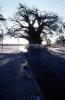 Baobab Tree, curly, twisted, cars, road, shadow, Adansonia, CKDV01P04_09