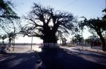Baobab Tree, curly, twisted, cars, road, shadow, Adansonia