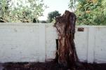 Wall, Tree Stump, CKDV01P05_13