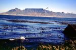 Ocean, Shoreline, Seaweed, Mountains, Table Mountain National Park, Cape Town, CKFV01P06_02