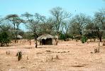 Acacia Tree, house, hut, desert, dry, Thatched Roof House, Home, Grass Roofs, roundhouse, building, Dirt, soil, Sod