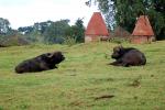 Water Buffalo, Huts, Tree, Hills, Cottages, Buildings, Hotel, Thatched Roof, roundhouse, Sod, CKTD01_010