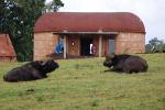 Water Buffalo, Huts, Tree, Hills, Cottages, Buildings, Glamping, CKTD01_011
