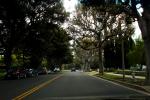 Street, trees, CLAD02_017