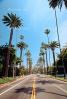 Palm Trees, Tree Lined Road, CLAV04P01_06.1727