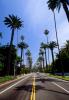 Palm Trees, Tree Lined Road