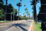 Palm Trees, Tree Lined Road, CLAV04P01_07.1727