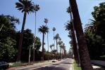 Palm Trees, Tree Lined Road, CLAV04P01_14