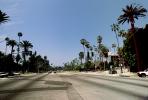 Palm Trees, Tree Lined Road, CLAV04P01_16