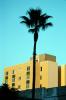 Palm Tree in Hollywood, CLAV05P01_14