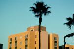 Palm Tree and Building in Hollywood, CLAV05P01_16