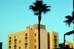Palm Tree and Building, Hollywood, CLAV05P01_17