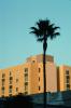 Palm Tree and Building in the City of Hollywood, CLAV05P01_18