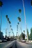 Beverly Hills, Tall Palm Trees, Cars, Street, CLAV05P02_19