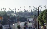 Sunset Boulevard, Palm Trees, Hill, Hillside Dwellings