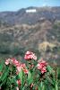Oleander, (Nerium Oleander), sinflower, apocynaceae, poisonous flower