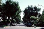 Tree Lined Boulevard, cars