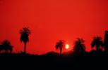 Palm Trees, Sunset, CLAV08P12_12