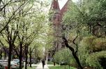 springtime, trees, University of Chicago