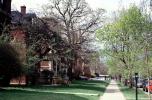 sidewalk, tree, University of Chicago
