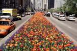 Tulips on Michigan Avenue, cars, automobiles, vehicles, CLCV05P09_16